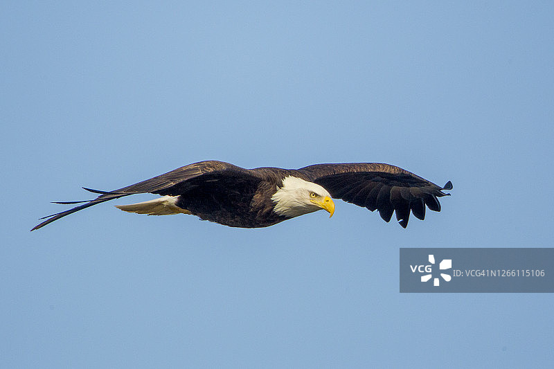 蓝天下飞行的成年白头海雕图片素材