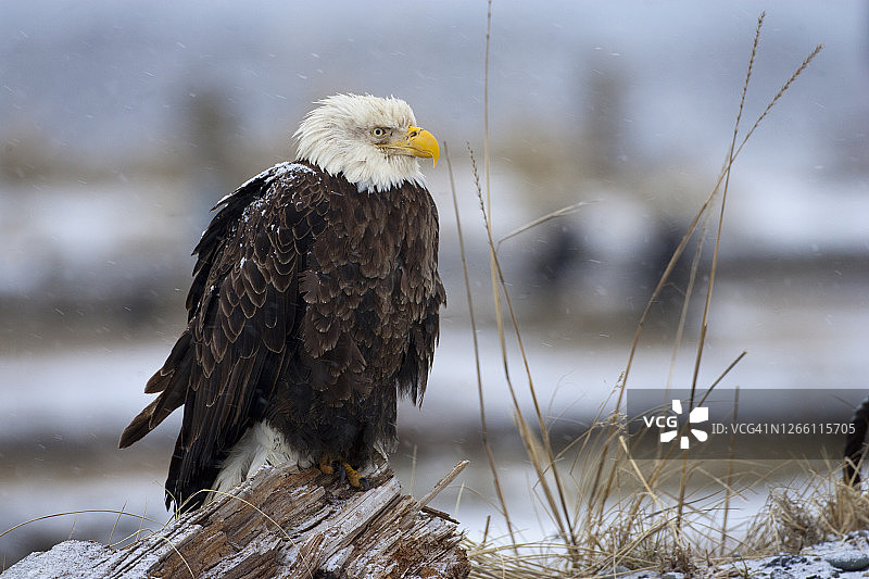 冬季草地上的一只成年秃鹰图片素材