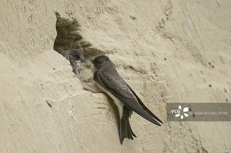 河岸洞穴中的崖燕图片素材
