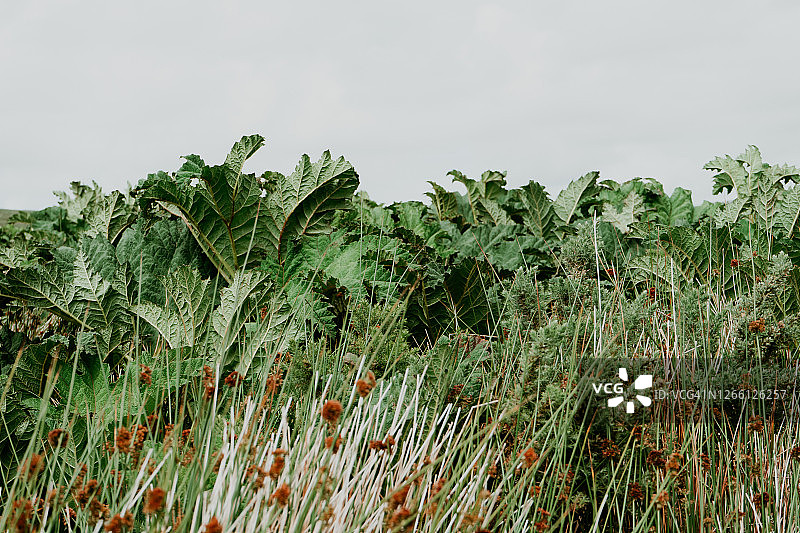 爱尔兰田野中高大摇曳的生菜图片素材