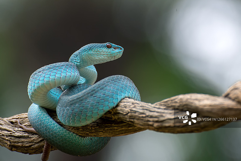 印度尼西亚的毒蛇蓝绿蛇图片素材