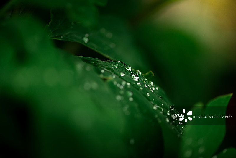 花园植物绿叶上的新鲜雨滴图片素材