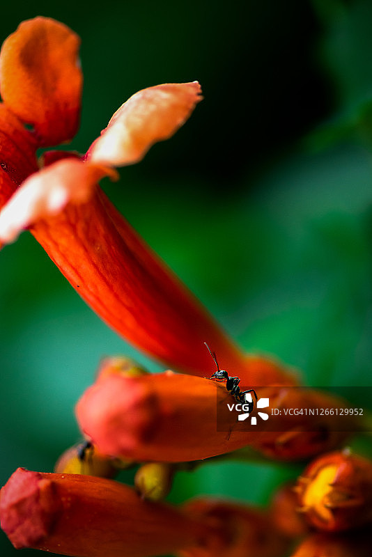 花园橙色管状花上的蚂蚁图片素材