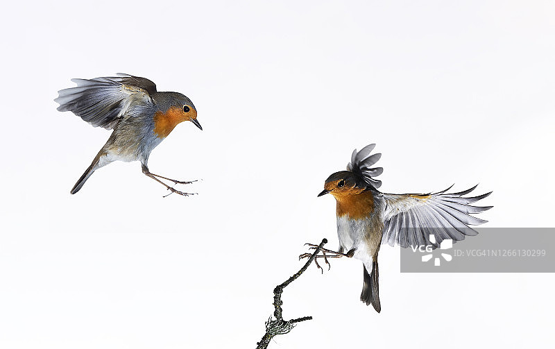 飞行中的知更鸟特写图片素材