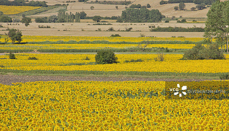 向日葵图片素材