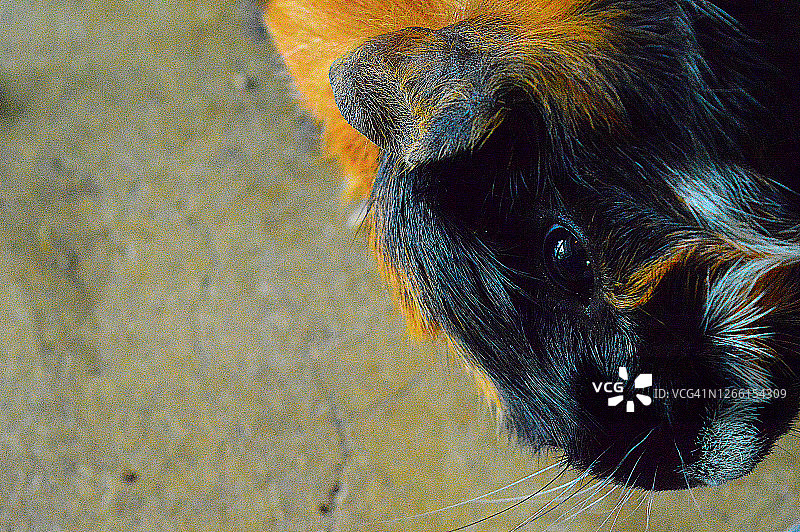 阿比西尼亚豚鼠图片素材