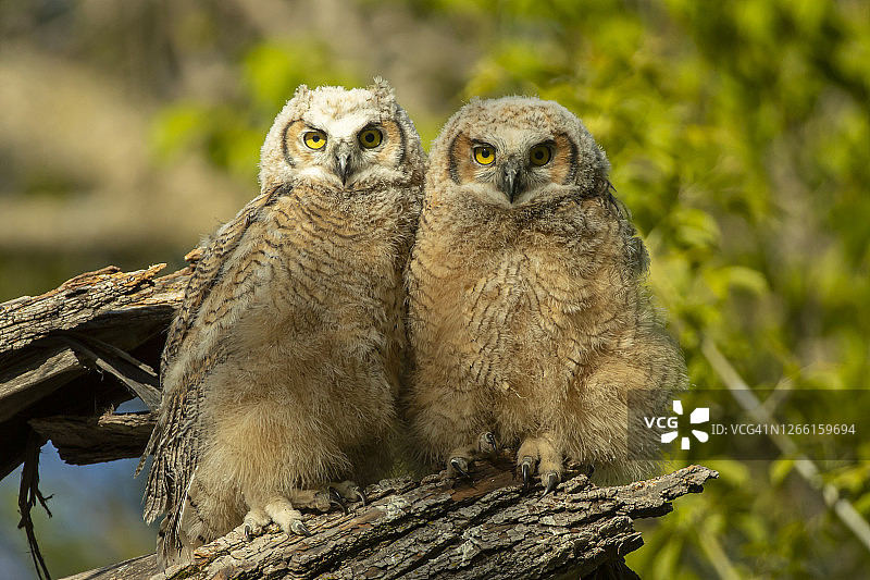 离开巢穴树枝上的大角鸮幼鸟图片素材