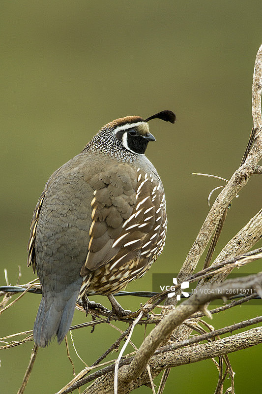 围栏上的加州鹌鹑雄鸟图片素材