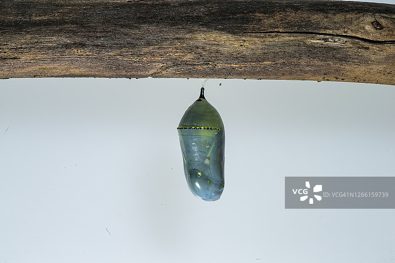 帝王蝶蛹图片素材