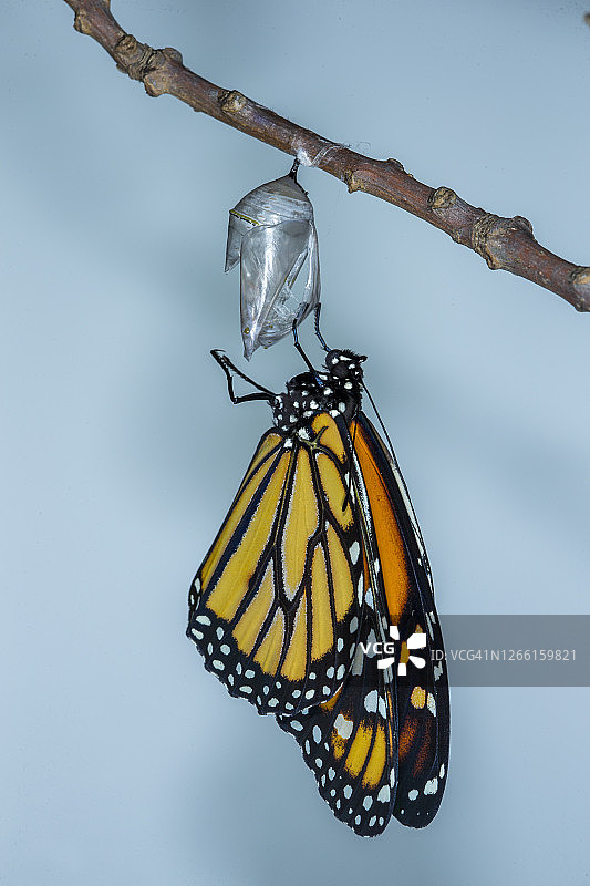 帝王蝶从蛹中羽化图片素材