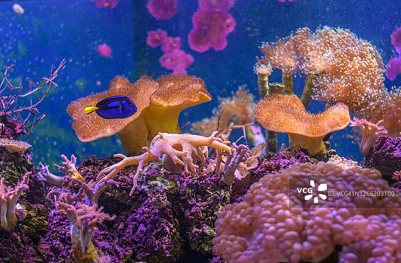 水族馆中色彩斑斓的热带鱼和珊瑚特写图片素材