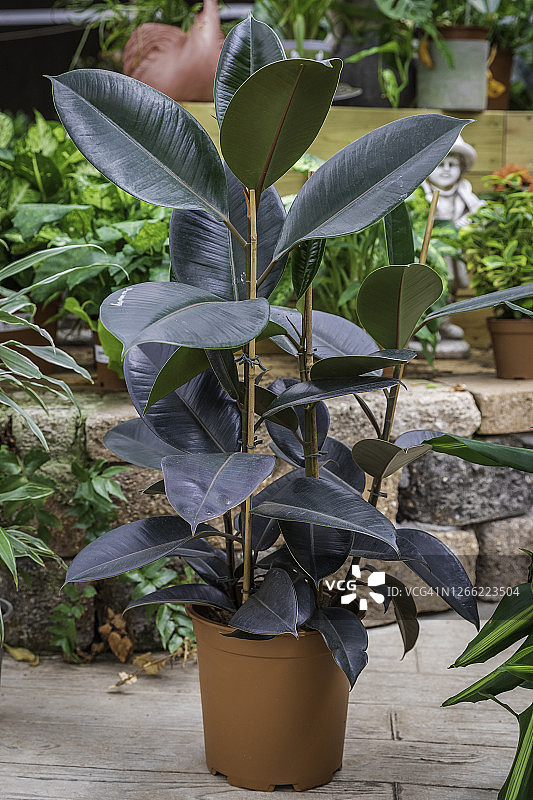 榕属植物图片素材