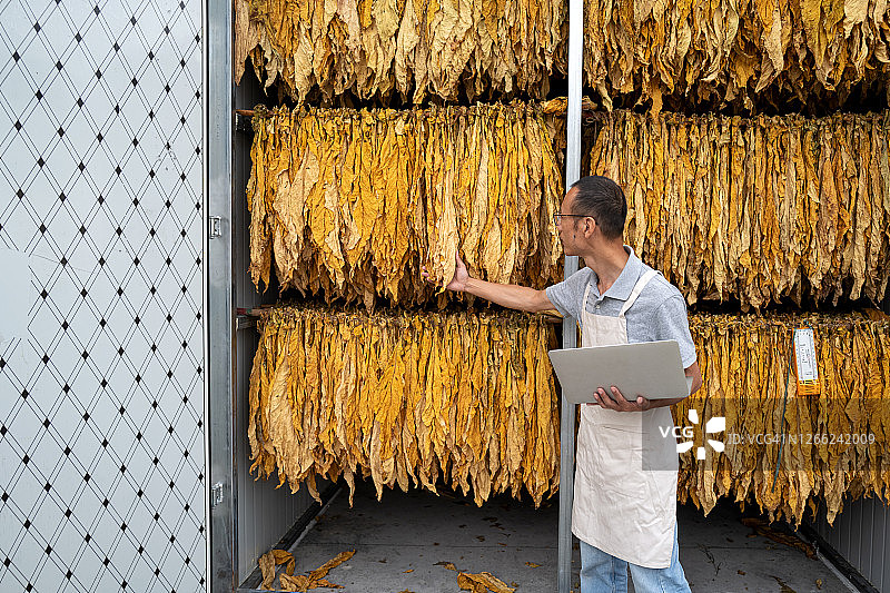 男人在烟草烤炉前用笔记本电脑检查质量图片素材