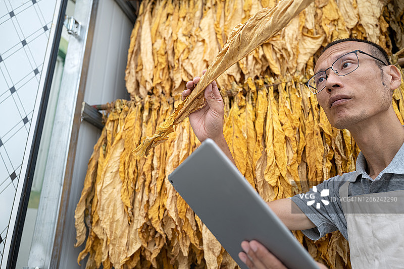 男技术员研究烟草图片素材