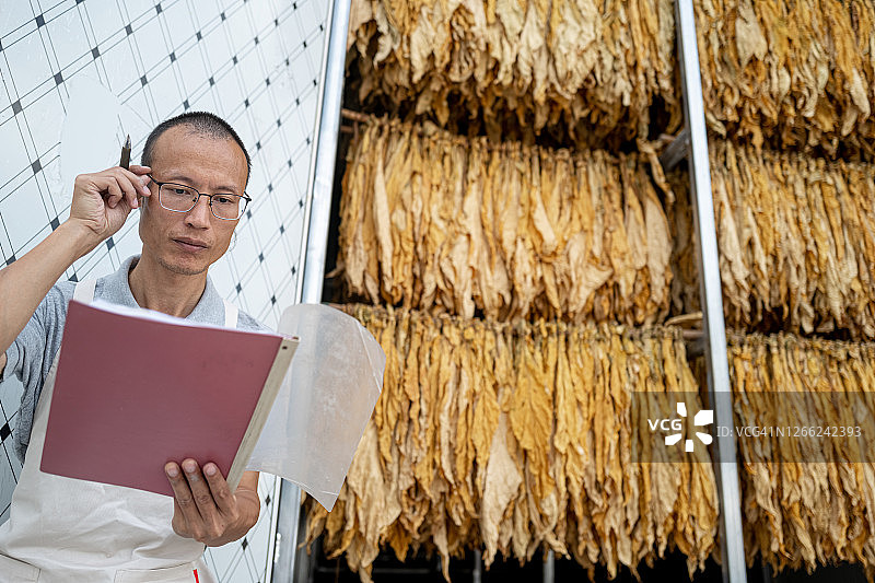 男技术员在晾晒的烟草旁记录数据图片素材