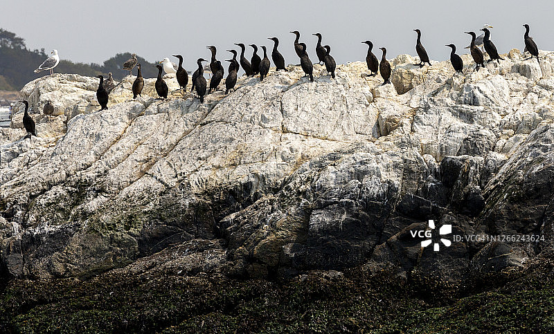 双冠鸬鹚在岛上筑巢图片素材