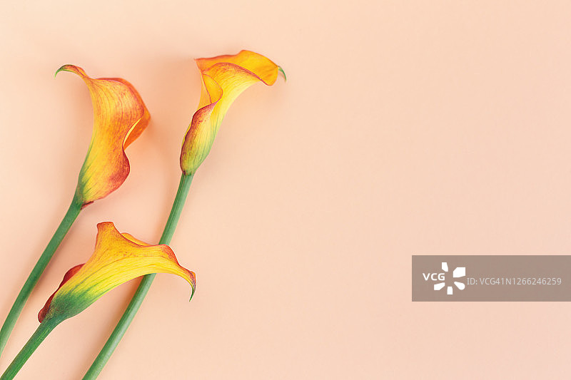 桃色粉彩背景上美丽的黄色马蹄莲花。图片素材