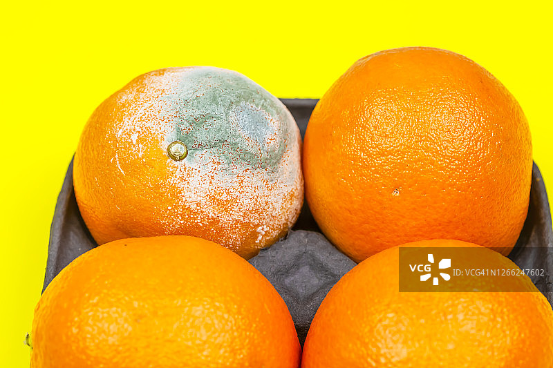 发霉的烂橙子图片素材