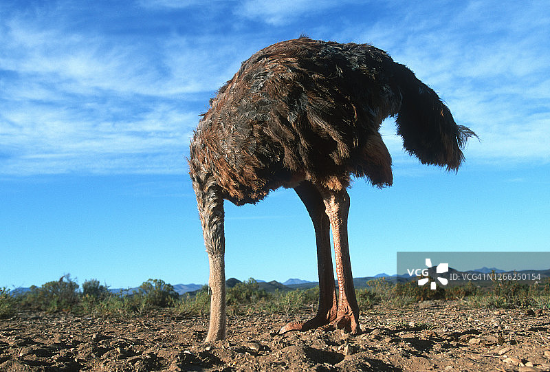 雌鸵鸟头埋沙中水平视角图片素材