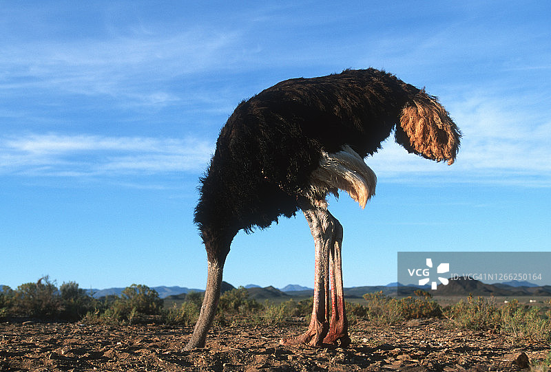 鸵鸟将头埋在沙子里的水平视角图片素材