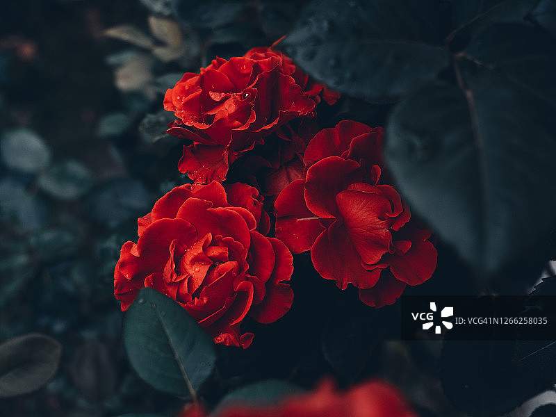 花园中红色玫瑰花特写图片素材