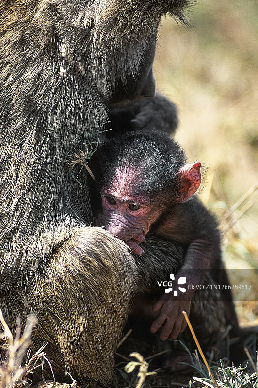 塞伦盖蒂的黄色狒狒与幼崽图片素材