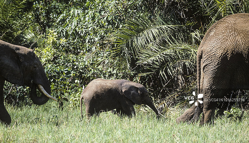 马尼亚拉国家公园成年象群中的小象图片素材