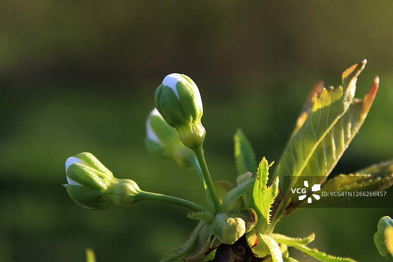 盛开的树木图片素材