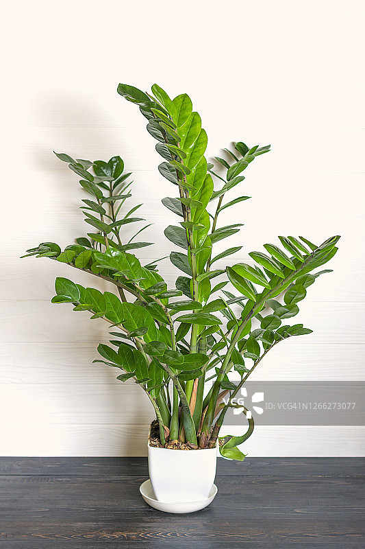 绿色Zamioculcas zamiifolia植物与白色花盆在木桌房子植物，家居装饰概念图片素材