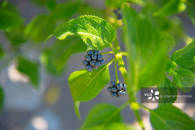 马缨丹植物浆果图片素材