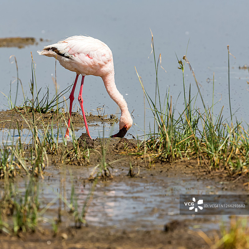 野生纳库鲁湖的火烈鸟觅食图片素材