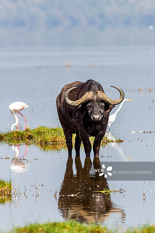 非洲水牛、火烈鸟和白鹭图片素材