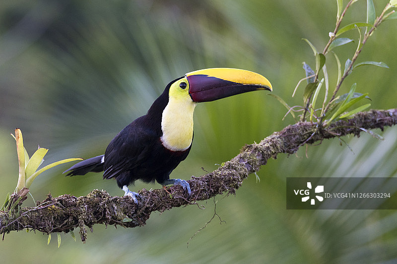 栗嘴巨嘴鸟图片素材