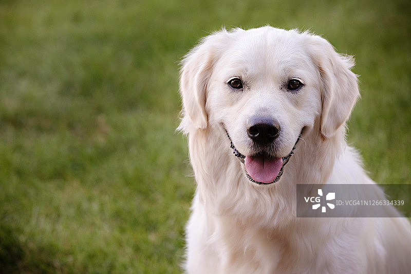 草地上的快乐金毛寻回犬图片素材