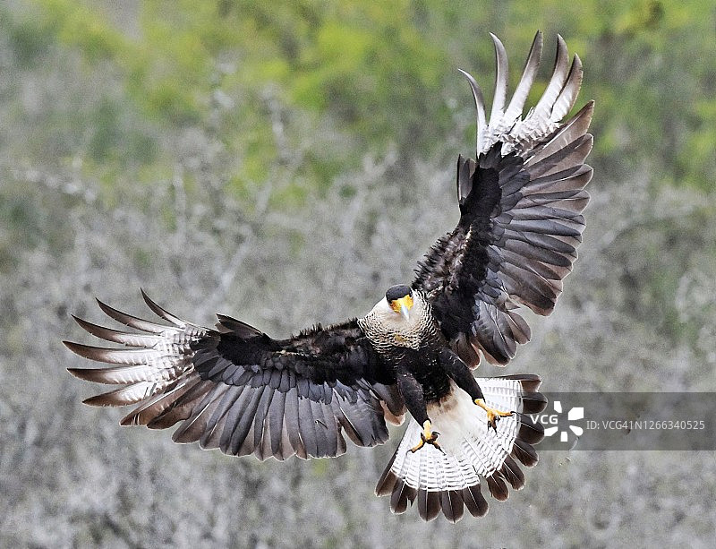 飞行中的凤头卡拉鹰图片素材