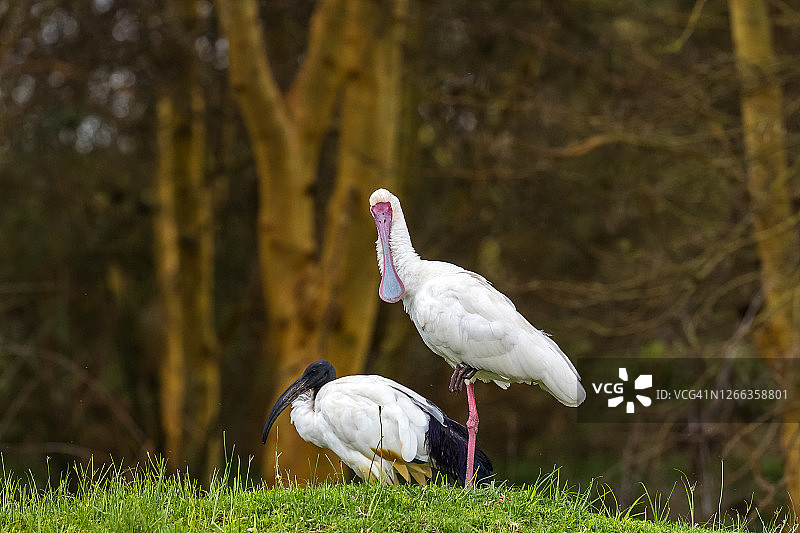 非洲琵鹭和埃及圣䴉图片素材