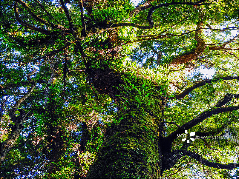 澳大利亚塔斯马尼亚州塔金荒野区西海岸图片素材