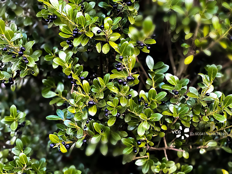 常绿冬青树和浆果背景图片素材