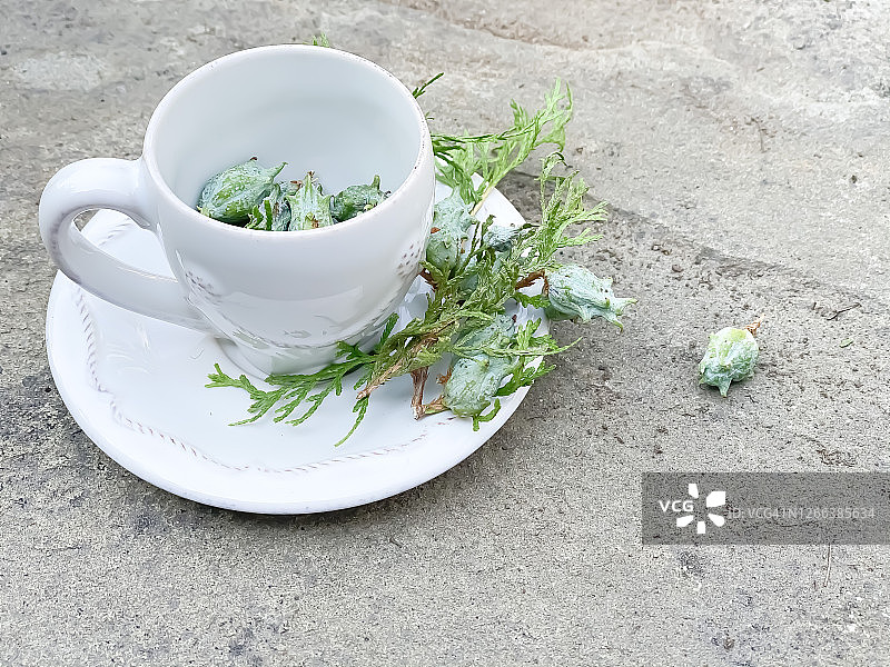 茶杯中未成熟的侧柏球果和种子图片素材