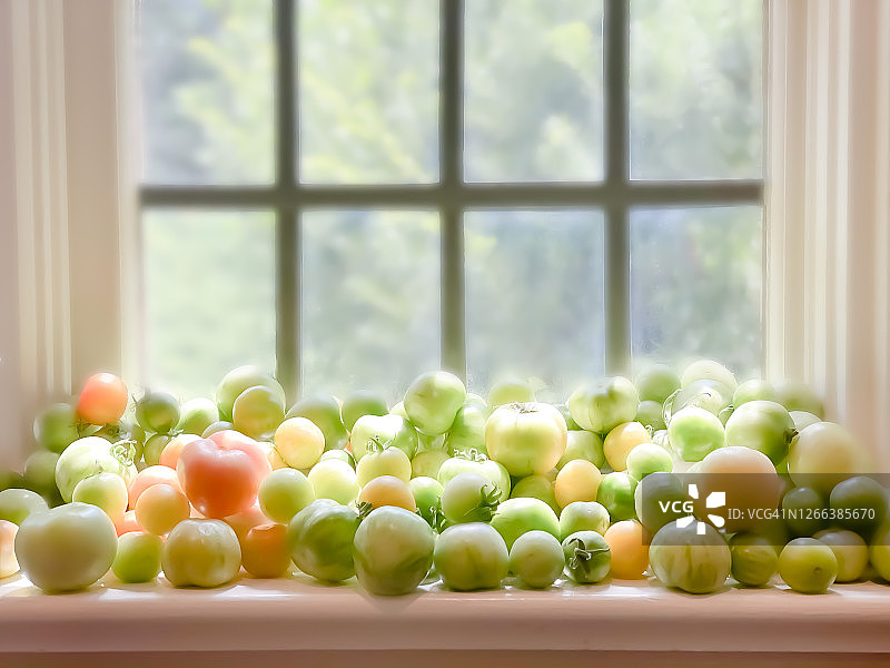 阳光明媚的窗台上，蔬菜园里的新鲜传家宝番茄正在成熟图片素材
