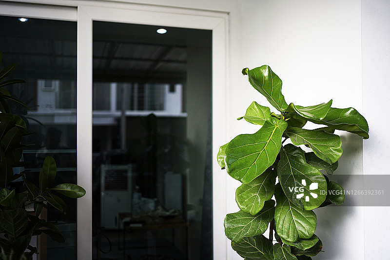 白色门和大型琴叶榕树图片素材