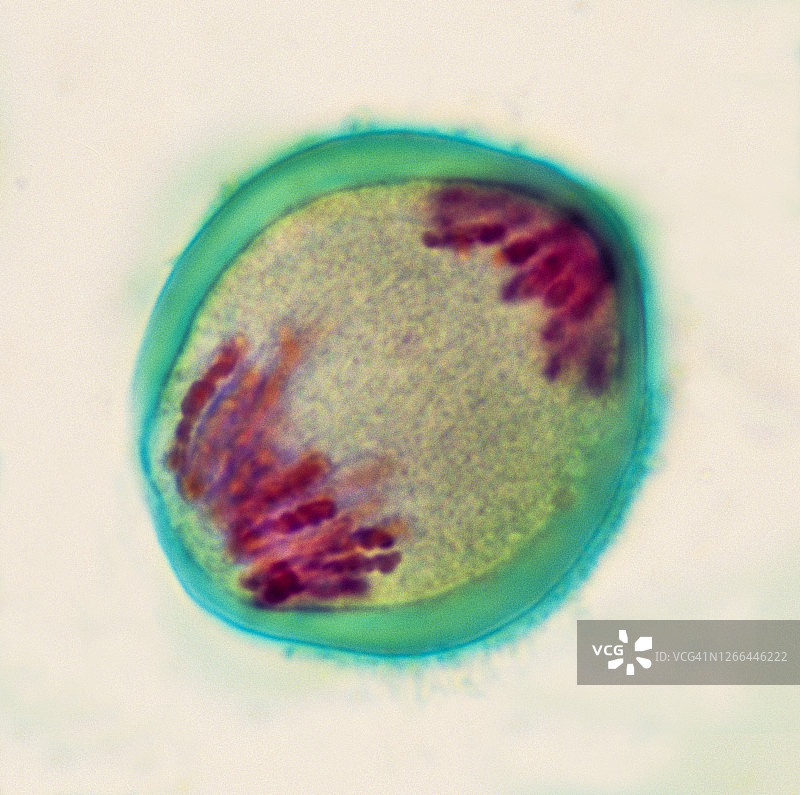 第一次减数分裂，百合花，400倍图片素材