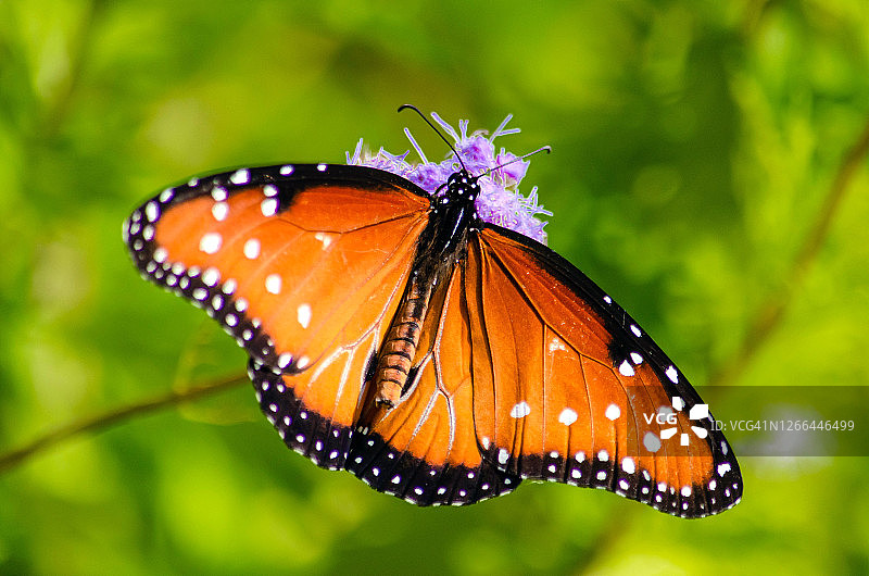 一只女王蝴蝶图片素材