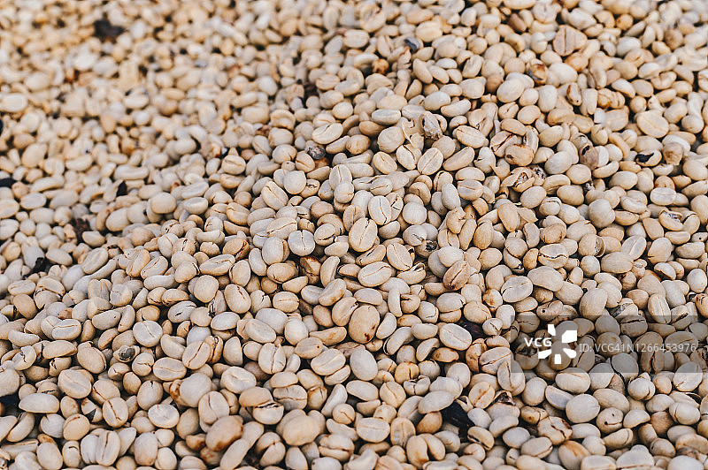 阳光下晒干的咖啡樱桃图片素材