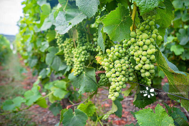 香槟酒庄悬挂着的茂盛葡萄图片素材