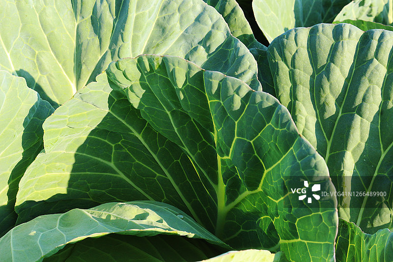 蔬菜叶子特写——纹理、颜色和形状图片素材