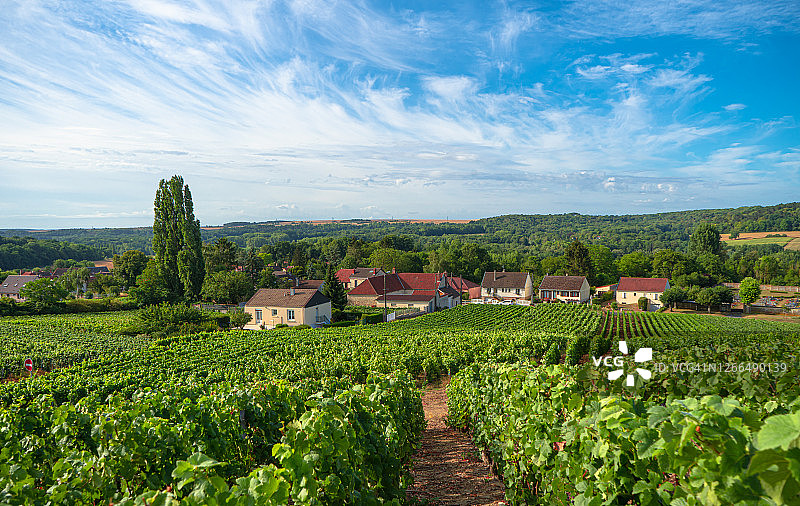 法国山地农场的葡萄园和葡萄图片素材