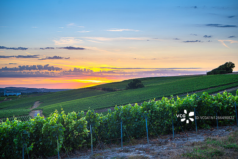 法国山地农场的葡萄园和葡萄图片素材