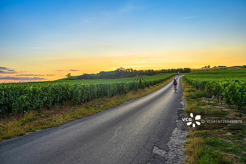 法国山地农场的葡萄园和葡萄图片素材