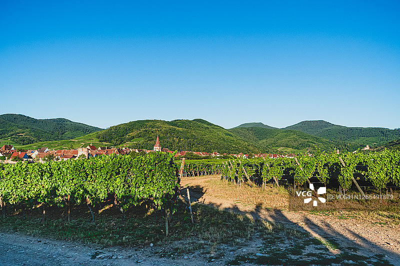 法国科尔马市周边的葡萄园图片素材